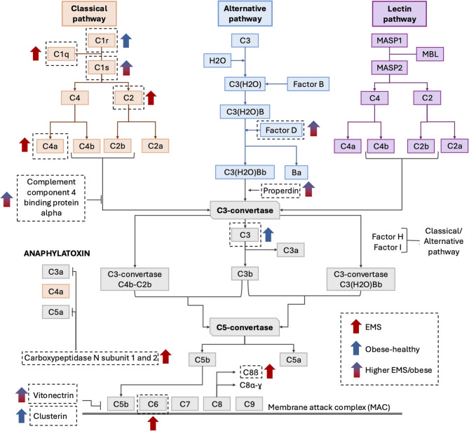 Correction: Quantitative proteomics unveils potential plasma biomarkers and provides insights into the pathophysiological mechanisms underlying equine metabolic syndrome.