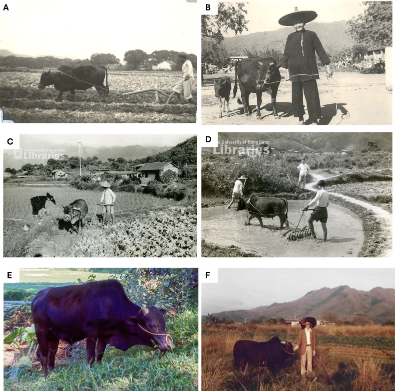 Seasonal changes in coat colour and sexual size dimorphism in a subtropical ungulate.