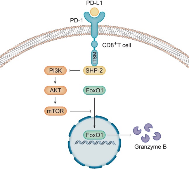T Cell Exhaustion and Function State Correlated With Outcomes in Patients With Intra-Abdominal Candidiasis.