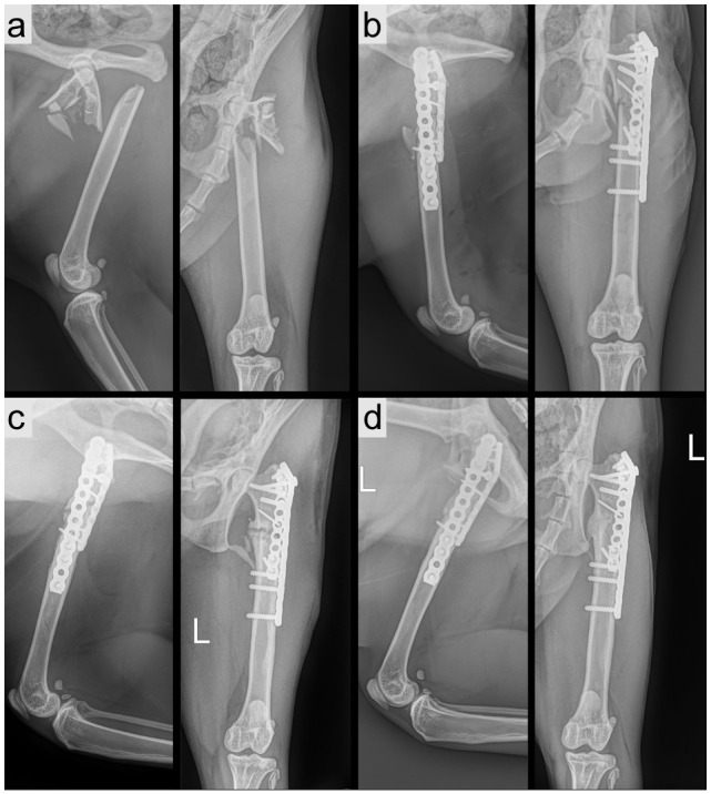 Complete vastus release to repair complex proximal femoral fractures: description and follow-up in four cats.