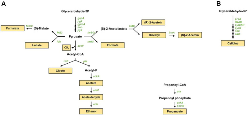 Functional and Genomic Analysis of <i>Leuconostoc citreum</i> DMLC16 Reveals Its Potential as a Probiotic and Antimicrobial Starter.
