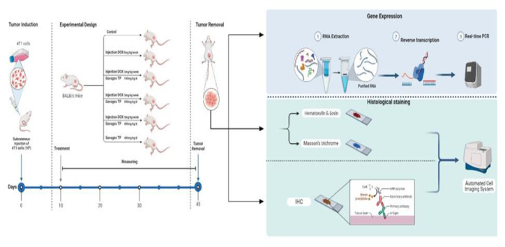 Synergistic inhibitory effects of <i>Trifolium pratense</i> L. extract and doxorubicin on 4T1 tumor-bearing mice are mediated via targeting the Wnt/β-catenin pathway and reversal of epithelial-mesenchymal transition.