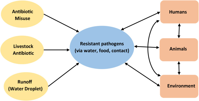 A one health perspective on multidrug-resistant bacterial infections: integrated approaches for surveillance, policy and innovation.