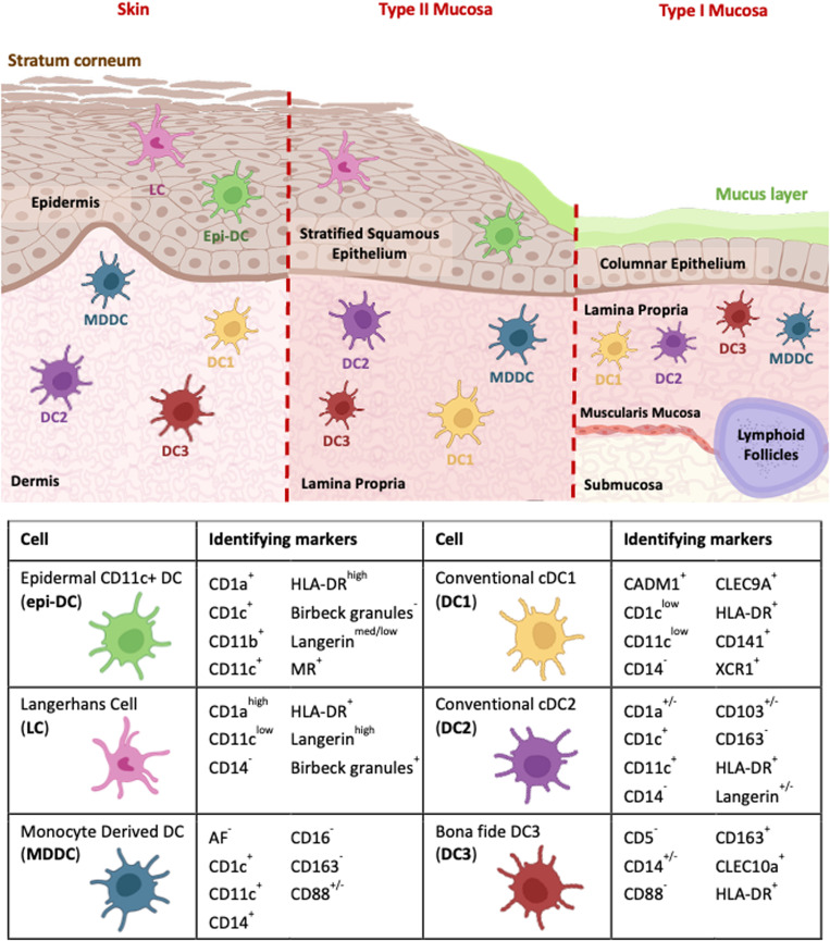 Dendritic cells and HIV transmission: roles and subsets of antigen-presenting cells in the human anogenital tract.
