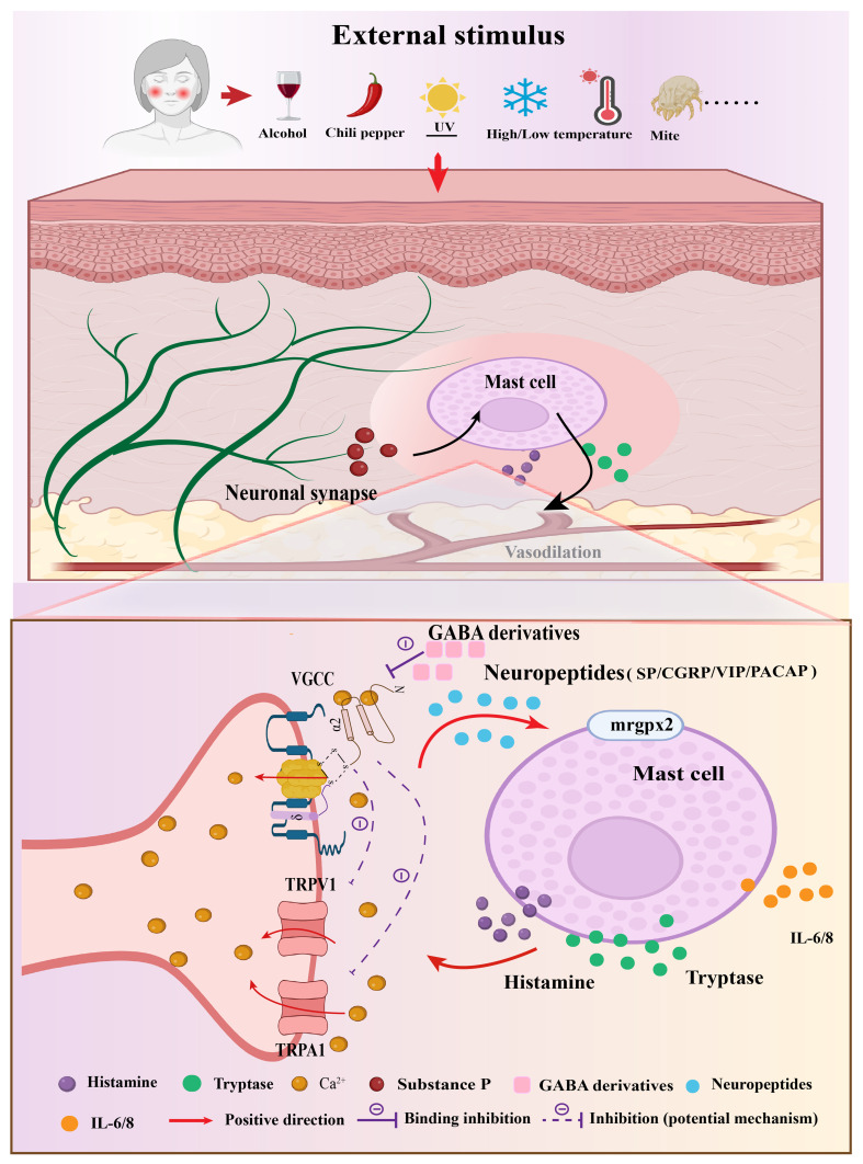 Updates in the Treatment of Rosacea with γ-Aminobutyric Acid Derivatives.