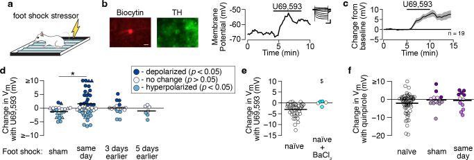 A switch in kappa opioid receptor signaling from inhibitory to excitatory induced by stress in a subset of cortically-projecting dopamine neurons.