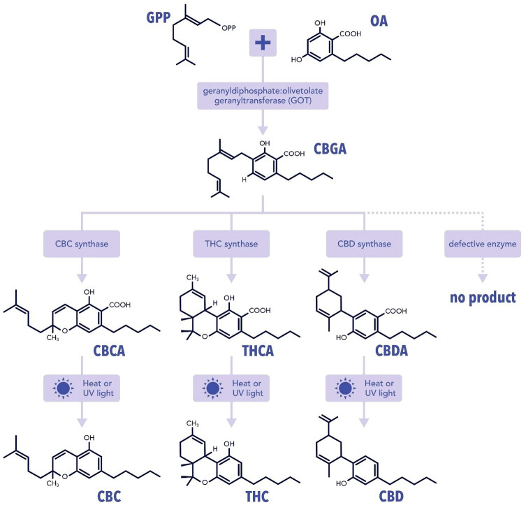Cats and cannabinoids: past, present and future.