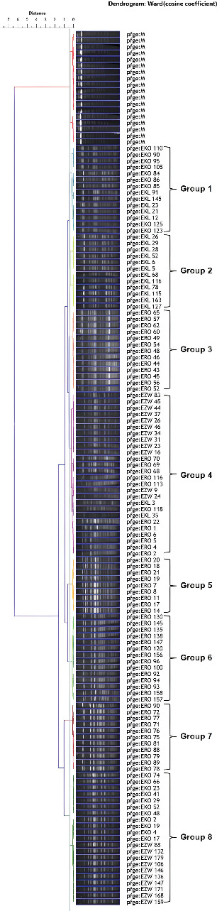 Multidrug-Resistant Virulent <i>Escherichia coli</i> Strains in Cattle: Implications on Food Safety and Public Health.