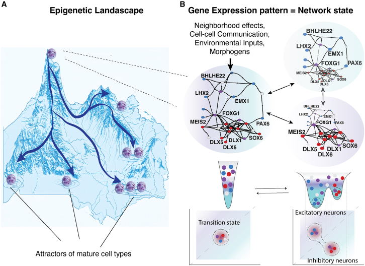 Engineering human neuronal diversity: Morphogens and stem cell technologies for neurodevelopmental biology.