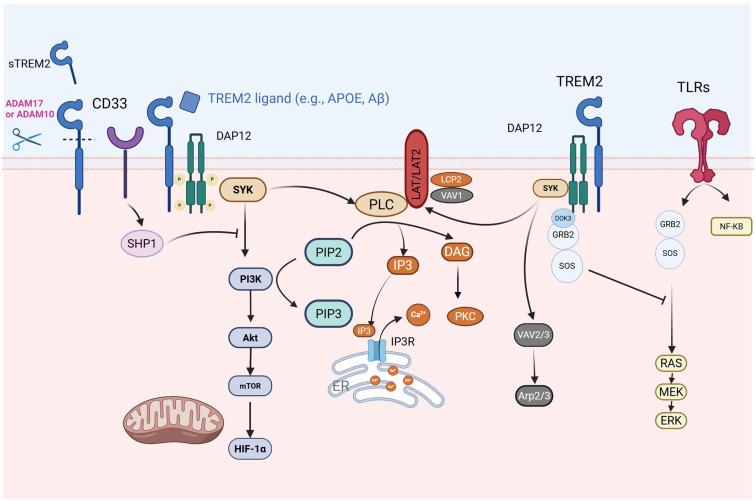 TREM2 in Neurodegenerative Diseases: Mechanisms and Therapeutic Potential.