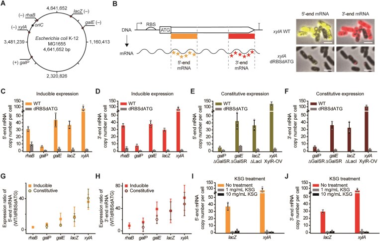 Promoter-proximal transcription-translation coupling controls early transcription in Escherichia coli.