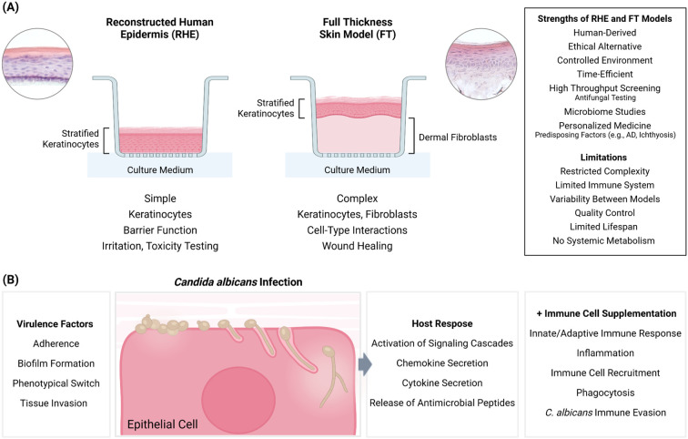 3D human epithelial models: a promising platform for studying <i>Candida</i> infections and novel antifungal therapeutic options.