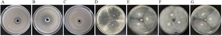 <i>Bacillus velezensis</i> NC-B4 as a promising antifungal agent for biocontrol of <i>Candida auris</i>.