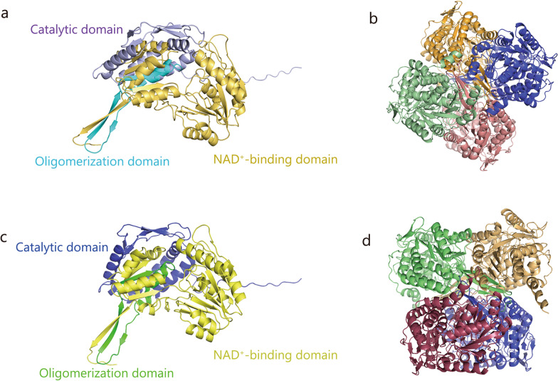 ALDH2 in autophagy and cell death: molecular mechanisms and implications for diseases.