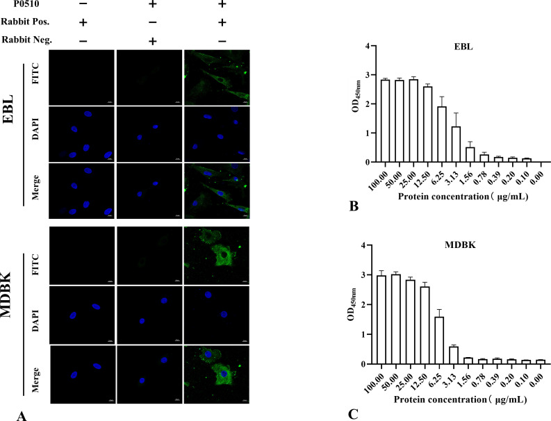 Identification of a heparin-binding protein encoded by <i>Mbov_0510</i> gene in <i>Mycoplasma bovis</i>.