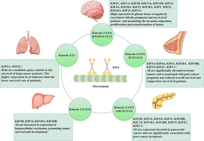 Research progress of kinesin family in neurological diseases.