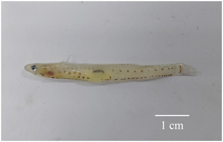 Complete mitochondrial genome of <i>Leucopsarion petersii</i> (Gobiiformes, Gobiidae) assembled from next-generation sequencing data.
