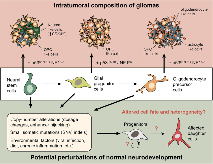 Perturbing neural stem cell fate in glioblastoma heterogeneity and beyond.