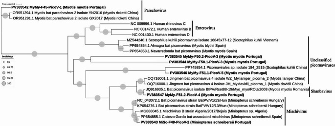 Metagenomic analysis of viral diversity in Portuguese bats.