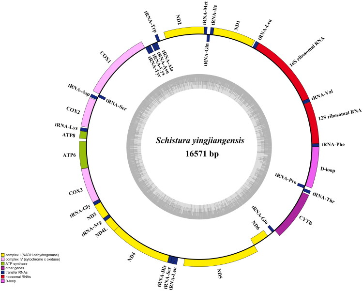 Complete mitochondrial genome of <i>schistura yingjiangensis</i> (Zhu 1982) (cypriniformes: nemacheilidae): insights into its features and phylogenetic relationships.
