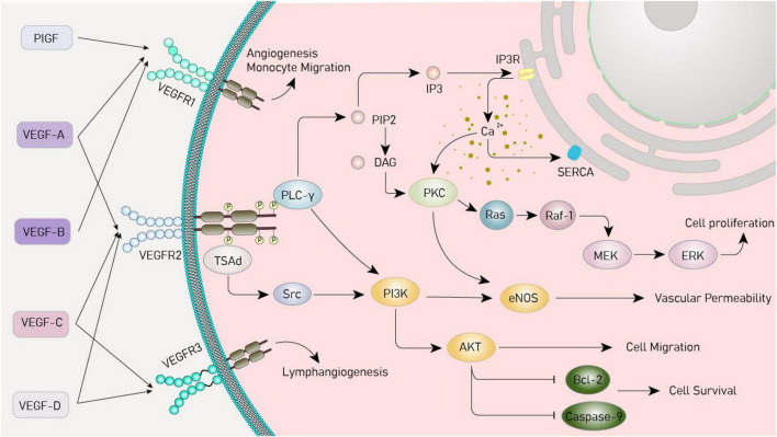 Vascular endothelial growth factor: a key factor in the onset and treatment of depression.