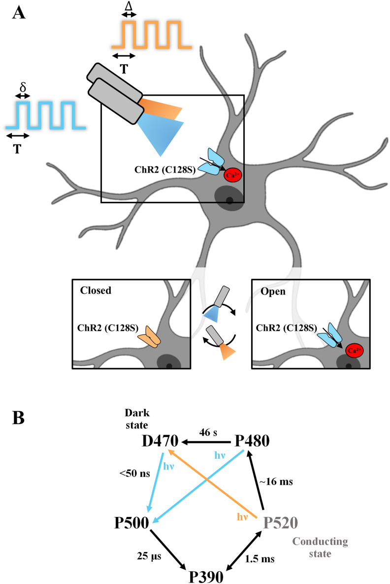 Characterization of Optimal Optogenetic Stimulation Paradigms to Evoke Calcium Events in Cortical Astrocytes.