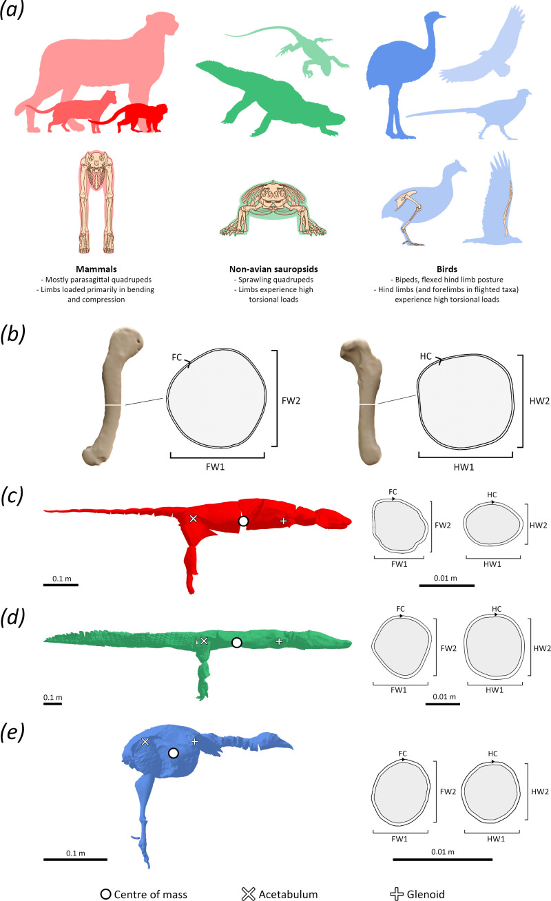Limb bone robusticity is coupled with mass distribution in terrestrial tetrapods.
