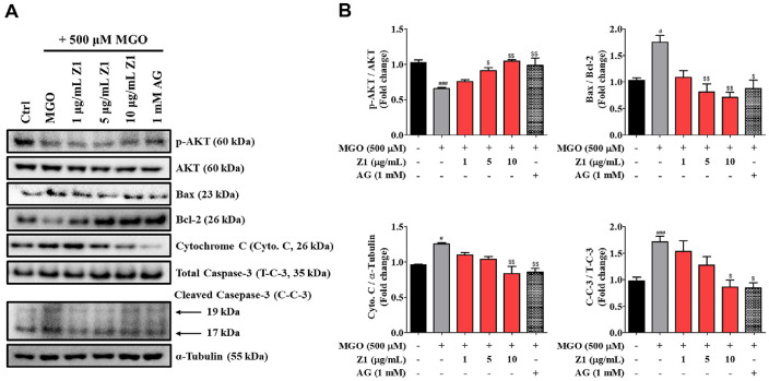 Mitigation of <i>Bifidobacterium longum</i> Z1 on Methylglyoxal-Induced Glycotoxicity in Neuron-2A Cells by Enhancing Detoxification Pathways.