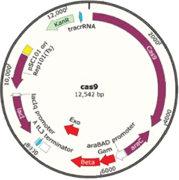 Effect of <i>hfq</i> (Host Factor for RNA Phase Q <sub><i>β</i></sub> Replicase) on Environmental Tolerance of <i>Escherichia coli</i> Under Simulated Microgravity.