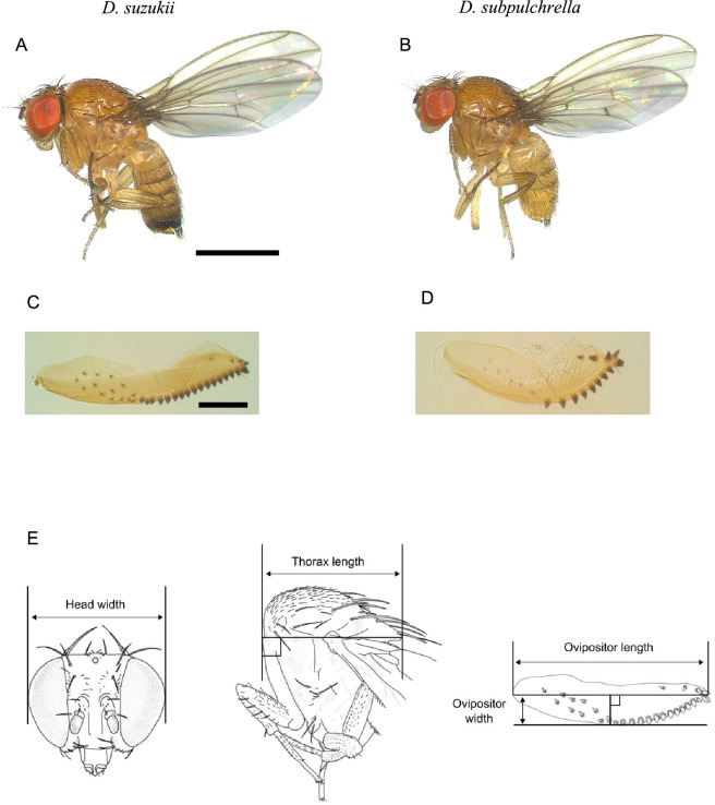 Scaling of ovipositor size in two species of <i>Drosophila</i>: altered genital coupling mechanisms and evolution of allometric slopes.