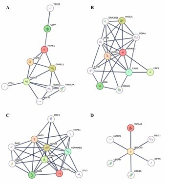 <i>HSPA13</i> gene and microRNA-155: relationship between Down syndrome and Alzheimer's disease.