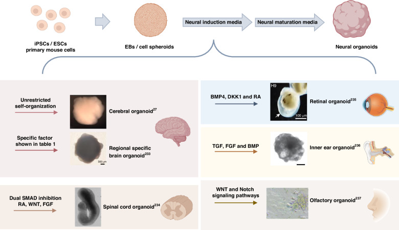 Bioelectronic Interfaces and Sensors for Neural Organoids.