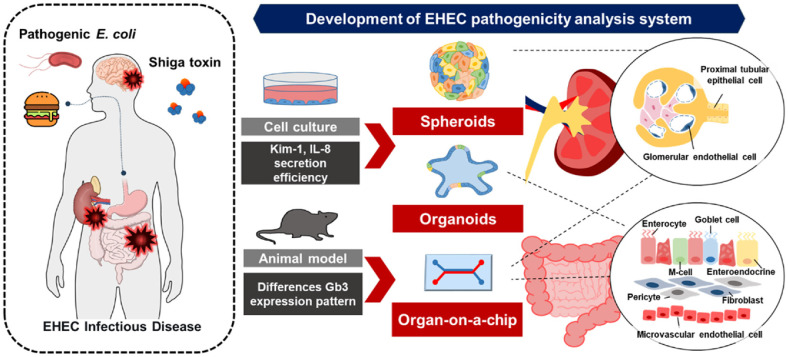 Advanced Three-Dimensional Cell Culture Models for Investigating Enterohaemorrhagic <i>Escherichia coli</i> Pathogenesis and Shiga Toxin-Mediated Injury.