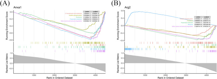 <i>ANXA1</i> and <i>ARG2</i> drive T cell proliferation in ischemia-reperfusion injury: integrated bulk and single-cell transcriptomic analysis.