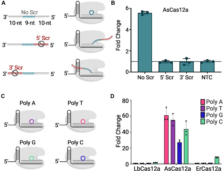 AsCas12a tolerates insertions in target DNA.