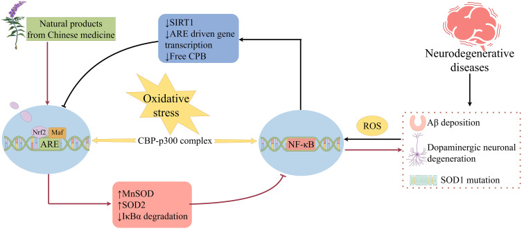 Natural Products from Chinese Medicine Targeting NF-κB Signaling: Emerging Therapeutic Avenues for Neurodegenerative Diseases.