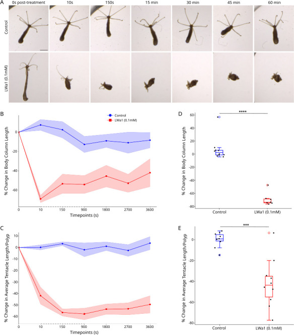 An <i>in silico</i> pipeline identifies new neuropeptides and reveals a non-amidated regulator of muscle contraction in the freshwater cnidarian <i>Hydra</i>.