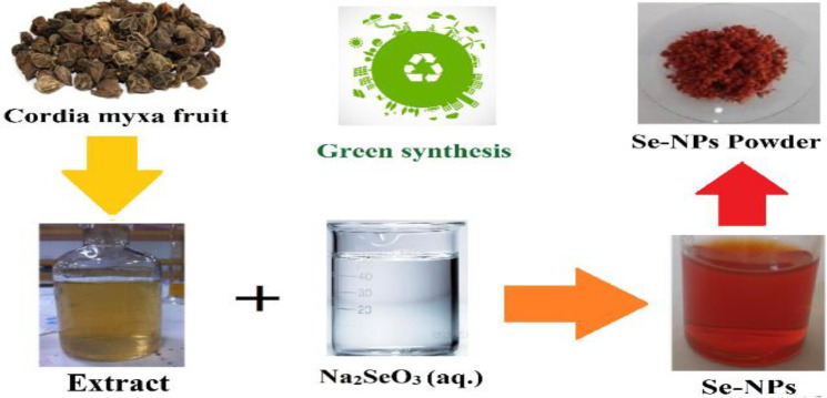 Green synthesis of selenium nanoparticles using <i>Cordia myxa</i> extract and assessment of their cytotoxic and antioxidant properties.
