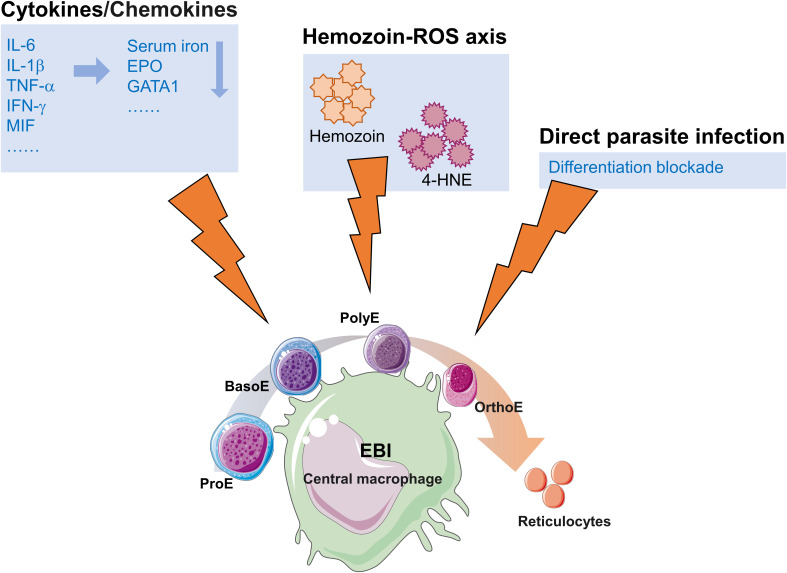 Malaria and dyserythropoiesis: a mini review.