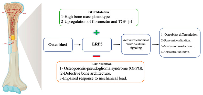 LRP5: A Multifaceted Co-Receptor in Development, Disease, and Therapeutic Target.