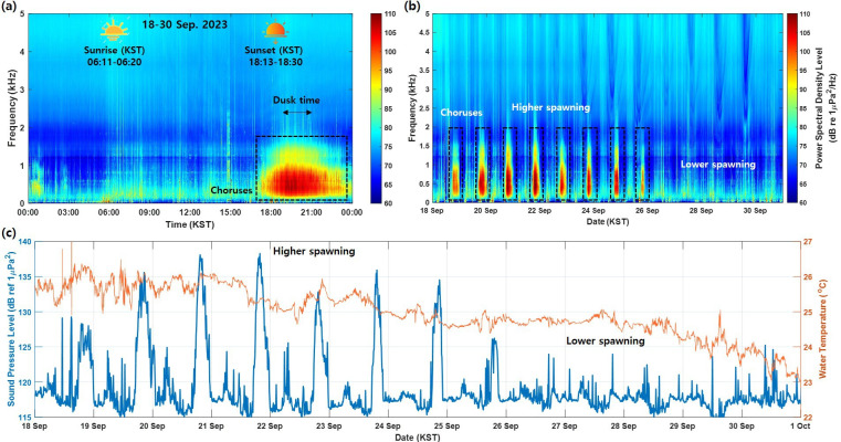 Passive acoustic monitoring of sound characteristics and vocalization patterns of the brown croaker.