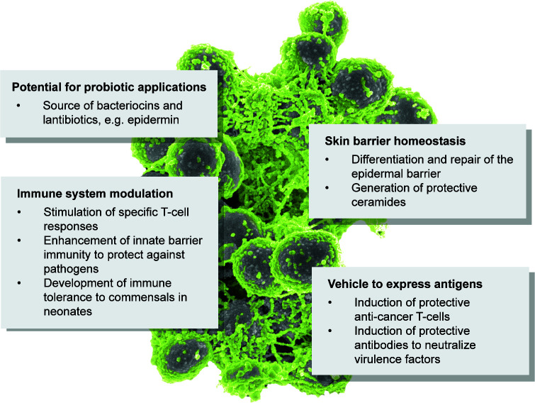 <i>Staphylococcus epidermidis</i>-key to understanding biofilms, commensalism, and more.