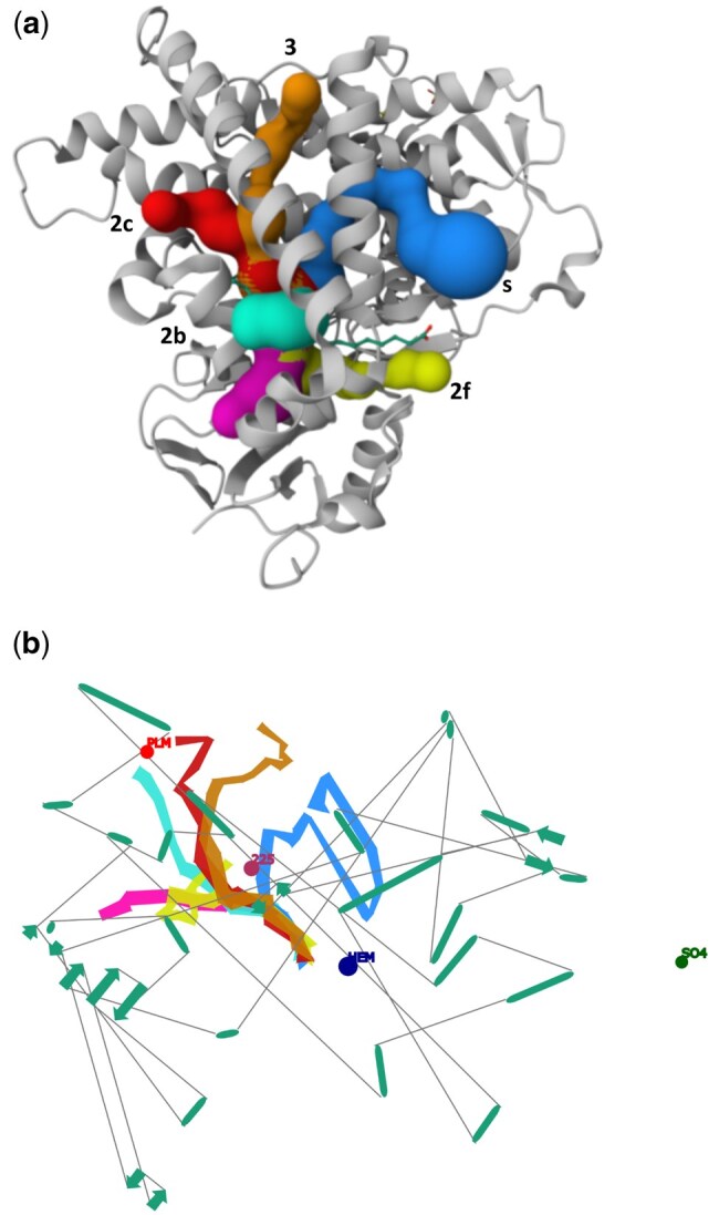 MOLEonline: a web-based tool for analysing channels, tunnels, and pores (2025 update).