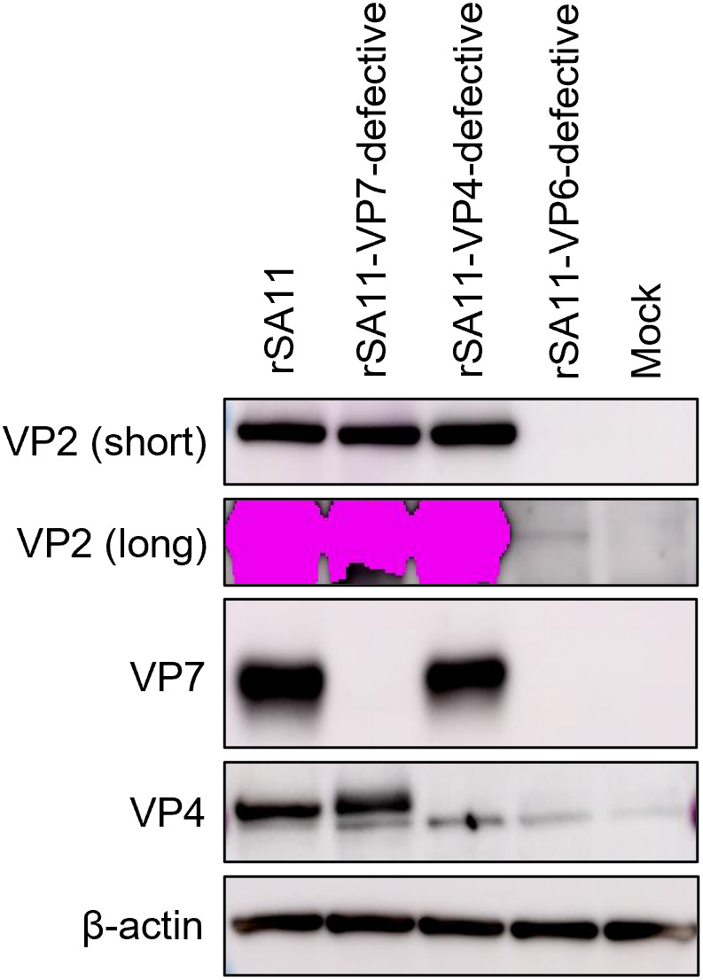 Single-round infectious rotaviruses with deletions of VP7 or VP4 genes, based on SA11 and WC3 strain backbones, and their potential use as viral vectors.