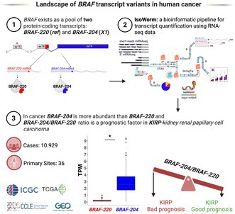 Landscape of BRAF transcript variants in human cancer.