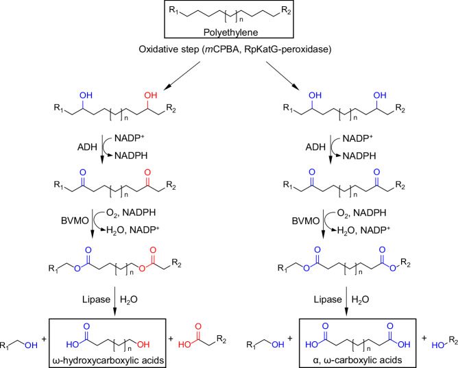 Chemoenzymatic cascade depolymerization of plastics.
