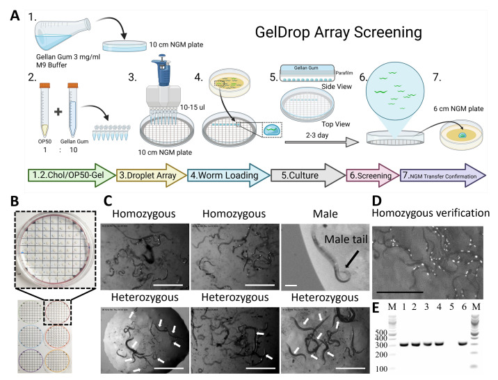 GelDrop Array High-Throughput Screening in Nematodes.