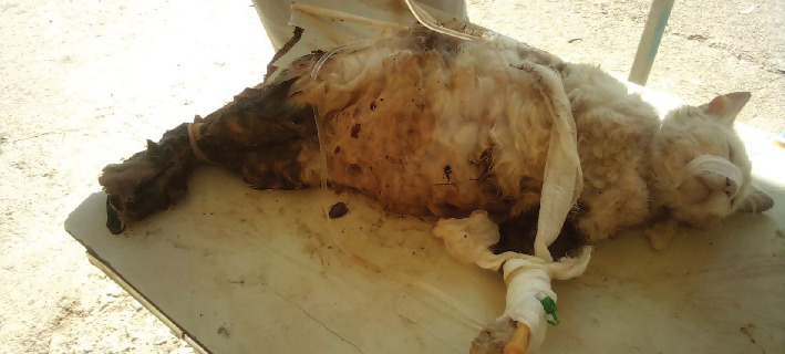 En Bloc Ovariohysterectomy for the Management of Feline Dystocia Due to Partial Primary Uterine Inertia: A Case Report.