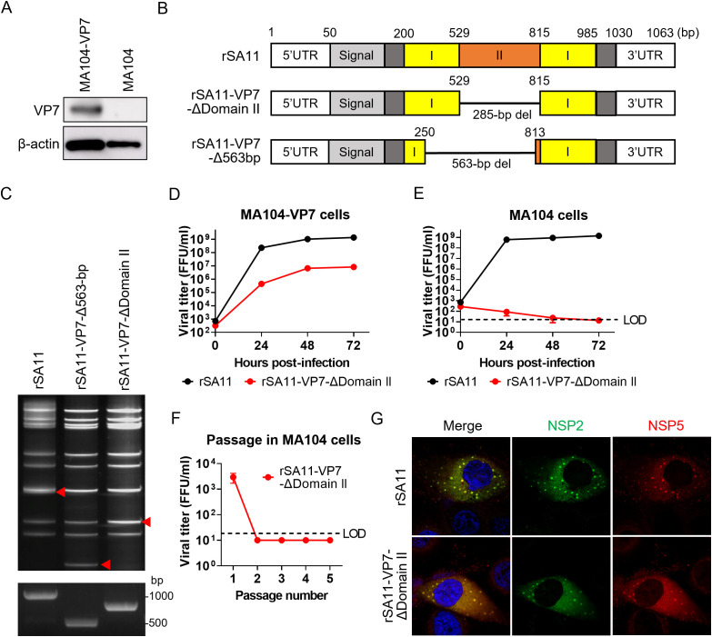 Single-round infectious rotaviruses with deletions of VP7 or VP4 genes, based on SA11 and WC3 strain backbones, and their potential use as viral vectors.