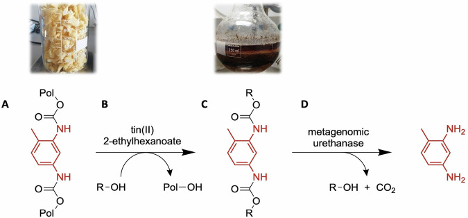 Chemoenzymatic cascade depolymerization of plastics.
